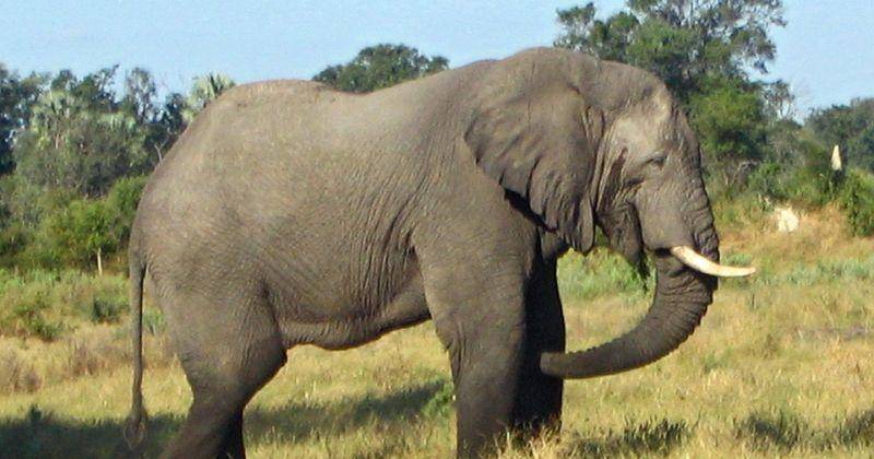 Wikipedia.org/Gajah Afrika